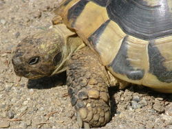 Schildkröte Graeca